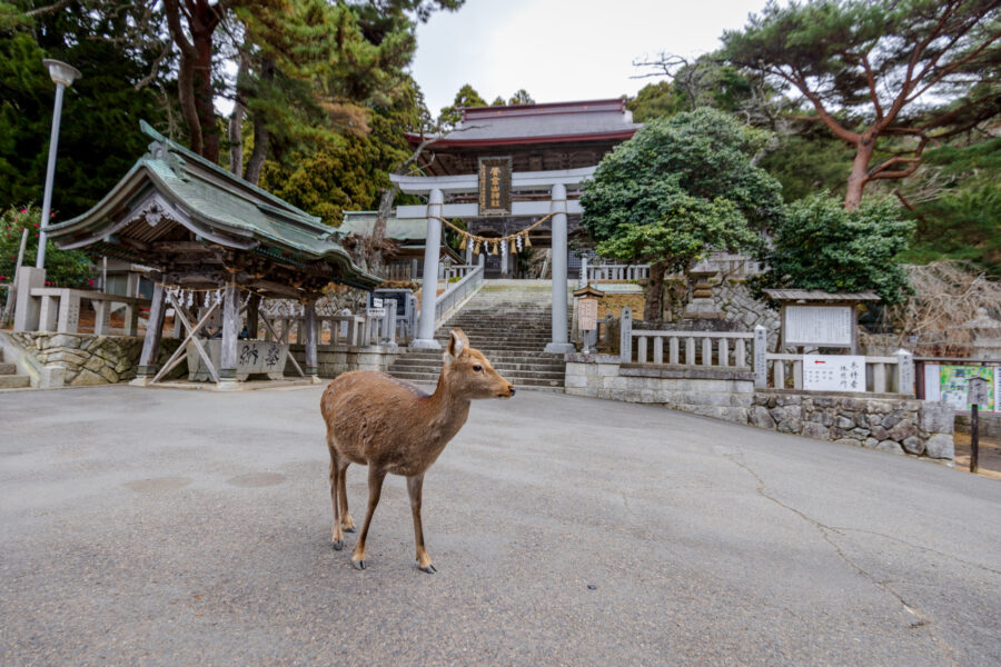 L’île de Kinkasan