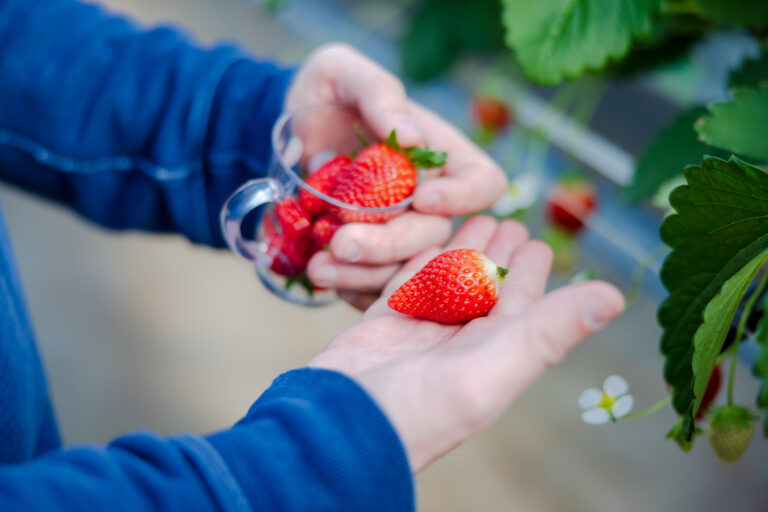 Au paradis des fraises