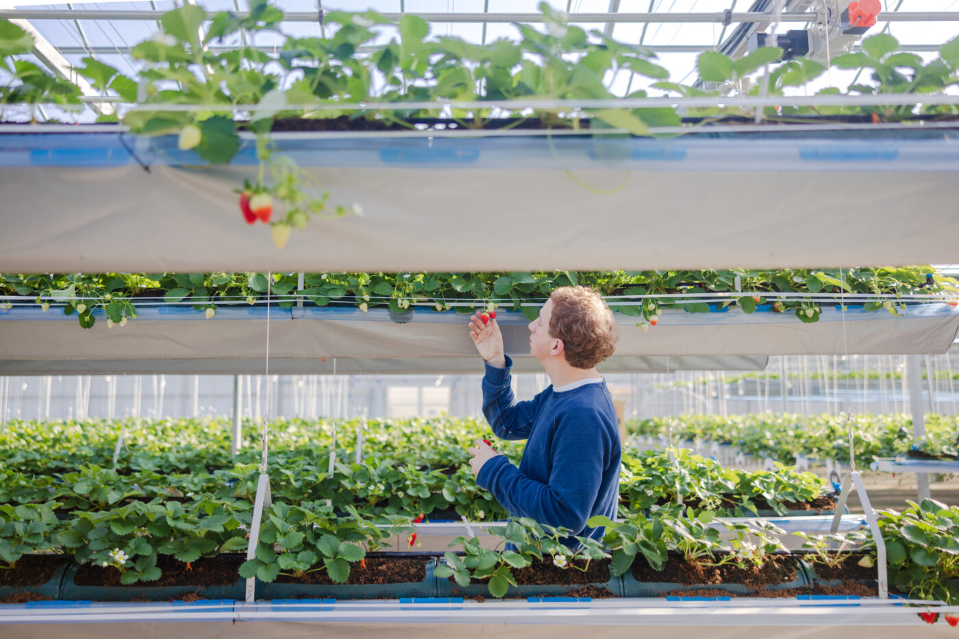 Au paradis des fraises